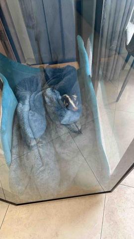 summer寵物保母 - eoe:第一次照顧果子狸，畢竟是野外環境下的動物，難免還是會有野性，在跟飼主的溝通與了解下順利完成任務。