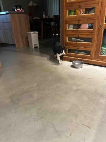 summer寵物保母 - 蒲瓜：可愛到爆炸的小賓士一點都不怕生，第一次看到我就跟我示好，讓我知道牠喜歡我❤️