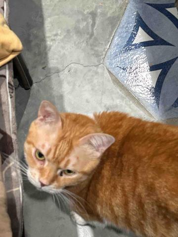 summer寵物保母 - 皮扣：胃口超好又愛撒嬌的皮扣真的非常可愛，每次都吃很多所以看起來胖嘟嘟的?