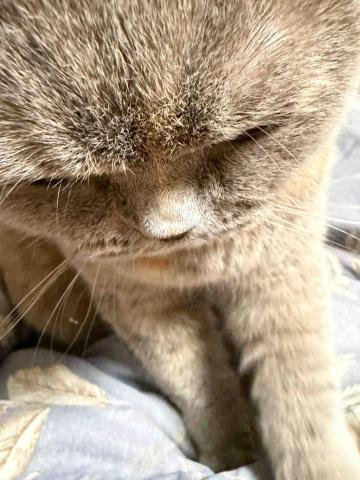 Golden - 配合2年多了，很習慣了很喜歡來踩踩