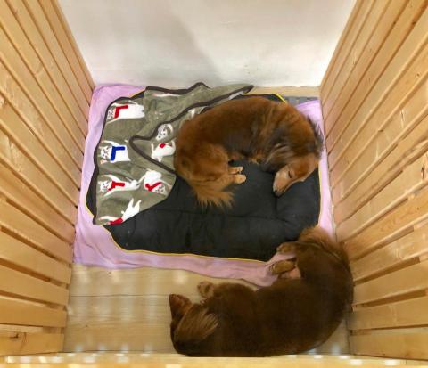 飽屋寵物美容 - 中型犬房