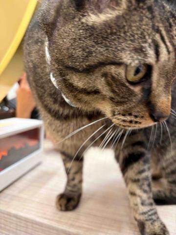 Golden - 到有養貓的店家，也總是容易吸引貓