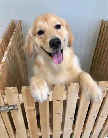 飽屋寵物美容 - 中型犬房