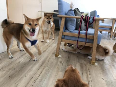 飽屋寵物美容 - 