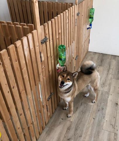 飽屋寵物美容 - 