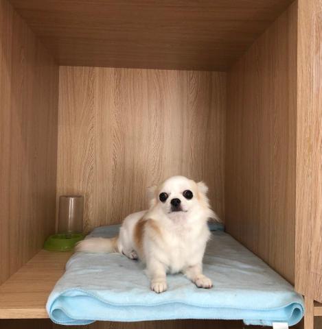 飽屋寵物美容 - 小型犬房