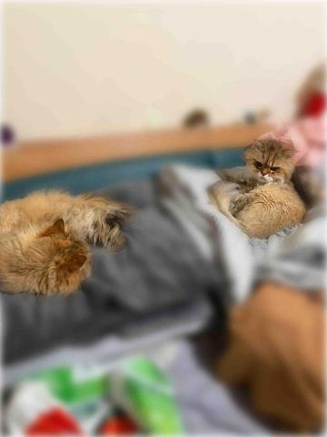 Golden - 我的2位小朋友