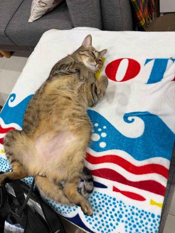 Golden - 另一位朋友的貓寶貝，以餵食和清理貓砂環境為主