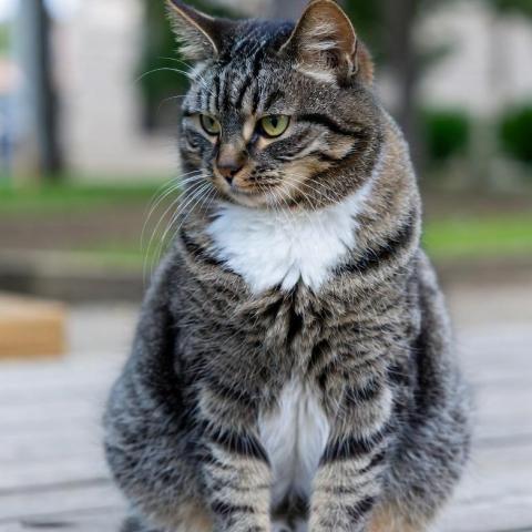 提供架設服務的專家Yi-Lun Lin