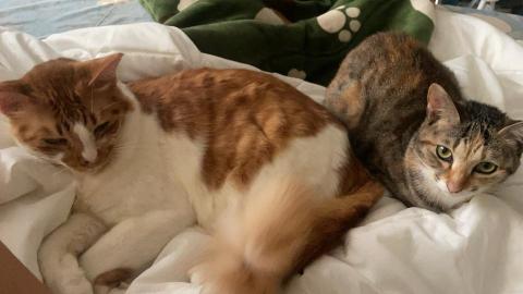 王靜儀 - 自己家ㄉ貓貓