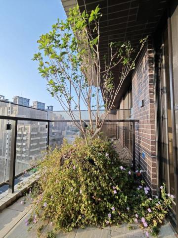 曹開宗 - 國聚之見