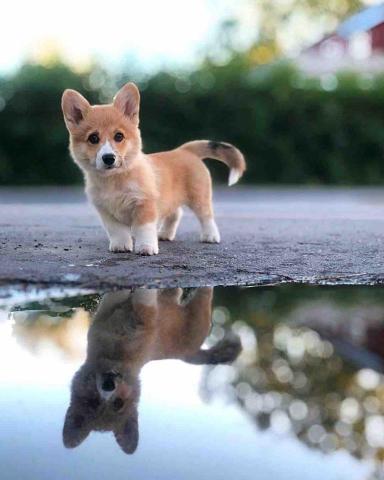 提供撞球陪打員服務的專家千分菁英代陪打個人工作室 也接戰棋