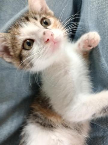 林娟子 - 可愛的糖糖~ 媽媽出國，我來姨姨家安親照顧