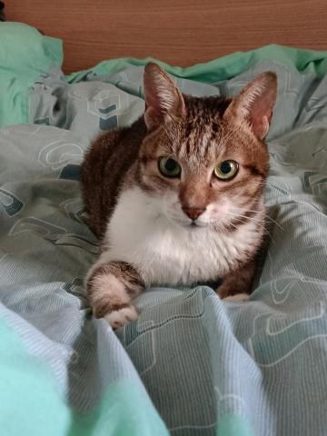 林娟子 - 我是16 歲多的&ldquo; 喵喵&rdquo;....