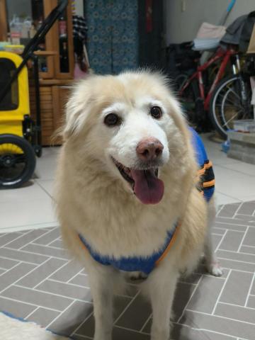 林娟子 - 13 歲多安寧照顧的咪咪~