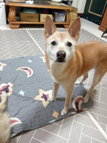 林娟子 - 爸拔出國打球了，我來娟子姨姨家~