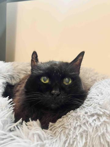 Lisa wang 到府貓保姆 - 