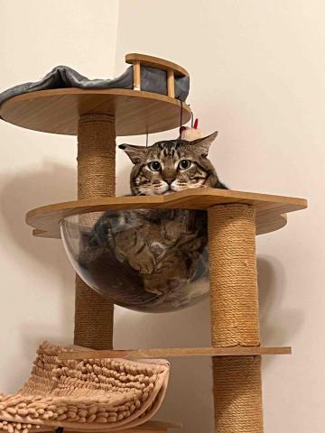 Lisa wang 到府貓保姆 - 