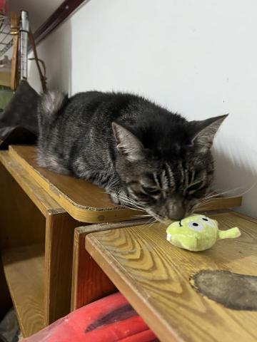 蔡蒨蒨 - 豐富化玩具陪伴