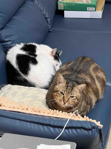 Lisa wang 到府貓保姆 - 