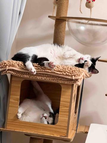 Lisa wang 到府貓保姆 - 