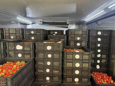 俊福 - 大湖草莓配送