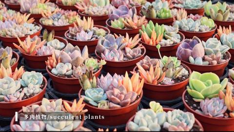 顏子齊 - 多肉植物形象影片-精彩截圖