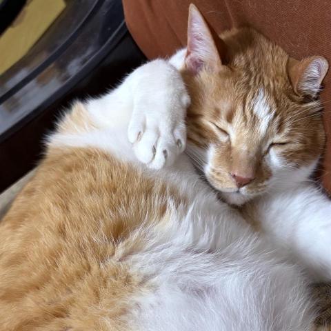 提供giigke ads服務的專家Hao Hsu