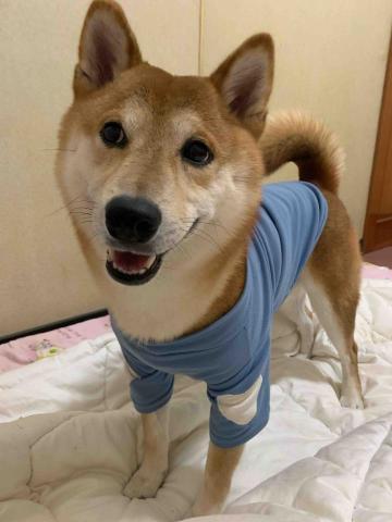 提供新竹縣市木工服務的專家大吉工程行