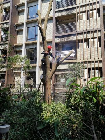 德祥企業 - 樹木修剪