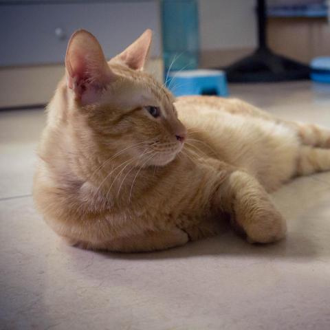 提供gemini比較服務的專家泰德