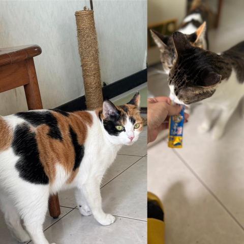 毛來寄旅 - 1月份照顧3天的寶貝們，叫小公主的漂亮三花及2位小小孩，花寶跟斑寶???