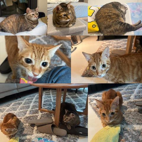 毛來寄旅 - 從11月份接受到府照顧的12歲妙麗跟6個月陽陽～姐弟超級可愛！爸媽出國委托，前後己到府照護陪伴三次，我們己成為老朋友???