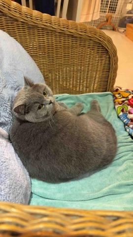 Mr.潘精緻搬家 - 專業貓奴+1