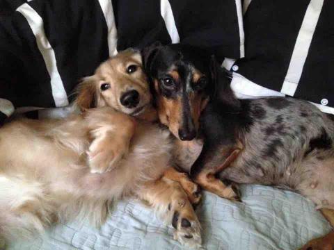 Kai的萌寵到府 - 奶油臘腸+大理石臘腸家族