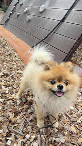 古古 毛孩的好朋友🐶 - 開心散步