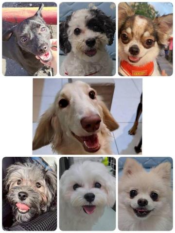 （有大露台）莯莯坊寵物保姆