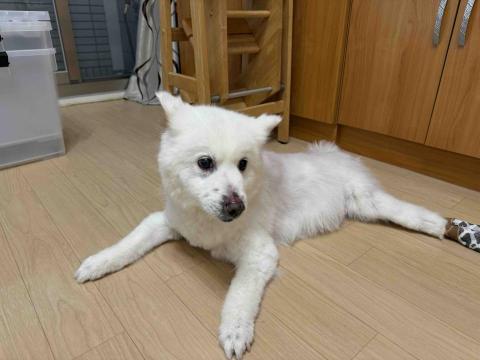 Kai的萌寵到府 - 異位性皮膚炎選擇到府毛髮茂密許多