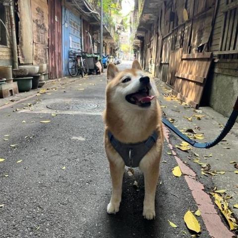 提供oa桌dcard服務的專家陳竑瑋