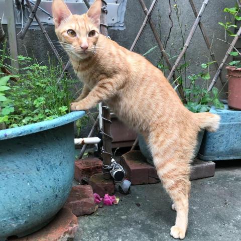 提供網頁切版服務的專家CHEN TU TUNG