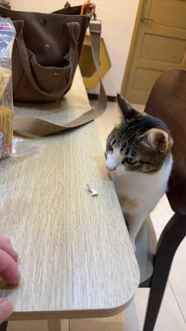 瑪妮麻麻 - 到府照顧汪星人