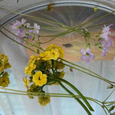 提供蠟燭服務的專家蔡小姐