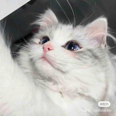 專業設計師仲介