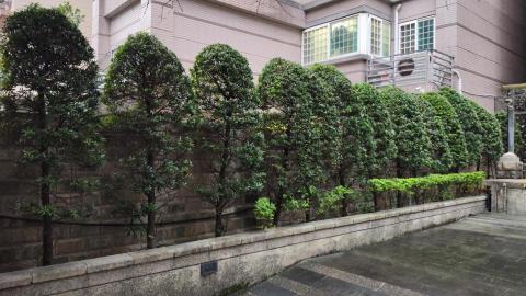 吉欣園藝 - 羅漢松樹修剪