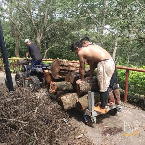 個人 - 据樹／搬運木頭