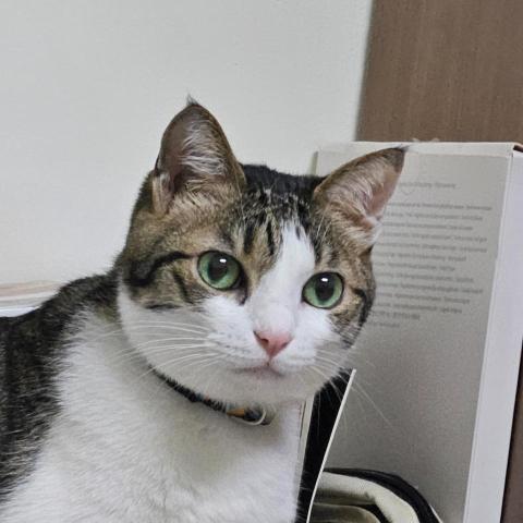 提供office服務的專家莊鈺賢