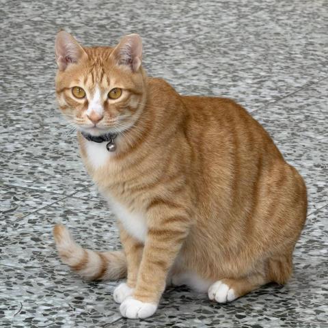 提供錄音服務的專家林小姐