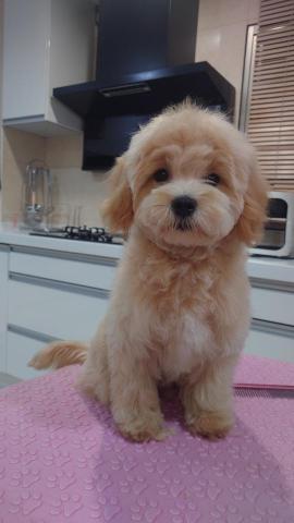 林蕙茹 - 可愛的瑪爾泰迪