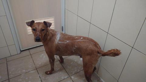 林蕙茹 - 洗澡很乖的米克斯 