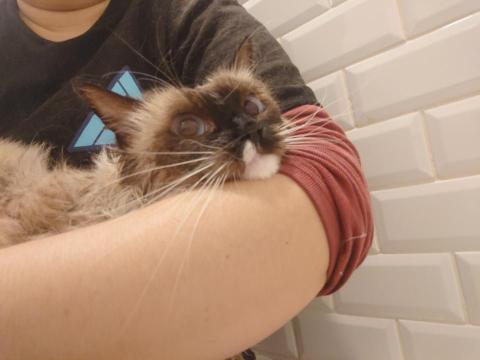 林蕙茹 - 乖乖抱著吹的布偶貓